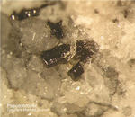 Pseudobrookit