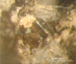 Haematit