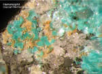 Hemimorphit