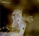 Natrolith