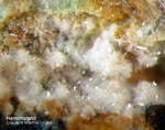 Hemimorphit