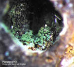 Paratacamit