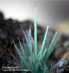 Paratacamit