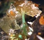 Paratacamit
