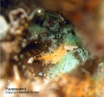 Paratacamit