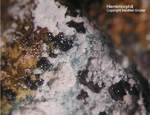 Hemimorphit