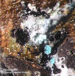 Woodruffit