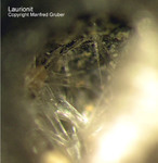 Laurionit