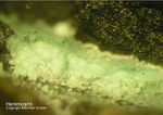 Hemimorphit