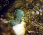 Malachit