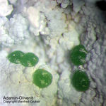 Adamin-Olivenit