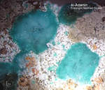 Adamin-Al