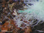 Mineralien Lavrion Laurion Chrysokoll