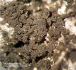  Bayern Mineralien Maroldsweisach Zeilberg Montmorillonit