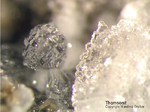 Eifel Mineralien Graulei Thomsonit