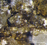 Eifel Mineralien Graulei Thomsonit