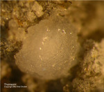Eifel Mineralien Graulei Thomsonit