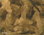 Eifel Mineralien Graulei Thomsonit