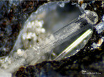Harz Mineralien Glockenhütte Gips