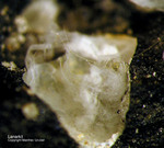 Harz Mineralien Kanstein Lanarkit
