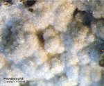 Harz Mineralien Kartoffelacker Hemimorphit
