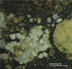 Harz Mineralien Kartoffelacker Hemimorphit