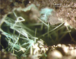 Harz Mineralien Kartoffelacker Latiumit