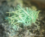 Harz Mineralien Kartoffelacker Latiumit
