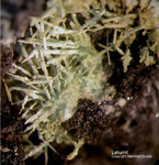 Harz Mineralien Kartoffelacker Latiumit
