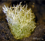Harz Mineralien Kartoffelacker Latiumit
