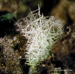 Harz Mineralien Kartoffelacker Latiumit