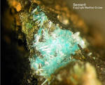 Harz Mineralien Kartoffelacker Serpierit