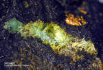Harz Mineralien Kartoffelacker Serpierit