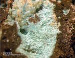 Harz Mineralien Kartoffelacker Serpierit