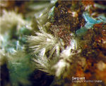 Harz Mineralien Kartoffelacker Serpierit