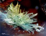 Harz Mineralien Kartoffelacker Serpierit