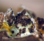 Harz Mineralien Kartoffelacker Woodruffit