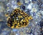 Harz Mineralien Frau Sophienhütte Langelsheim Jarosit