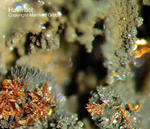 Lavrion Mineralien Plaka Haematit