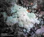 Lavrion Mineralien Serpieri Aurichalcit