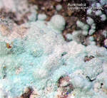 Lavrion Mineralien Serpieri Aurichalcit