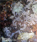 Lavrion Mineralien Serpieri Smithsonit