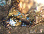 Lavrion Mineralien Passa Limani Connellit