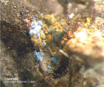 Lavrion Mineralien Passa Limani Connellit