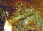 Lavrion Mineralien Passa Limani Malachit