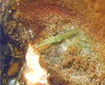 Lavrion Mineralien Passa Limani Malachit