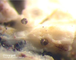 Lavrion Mineralien Sounion Chlorargyrit