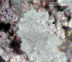 Lavrion Mineralien Jean Baptiste Austinit