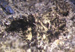 Eifel Mineralien Mendig Pyroxen