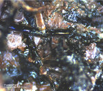 Eifel Mineralien Münsterbusch Stolberg Hypersthen